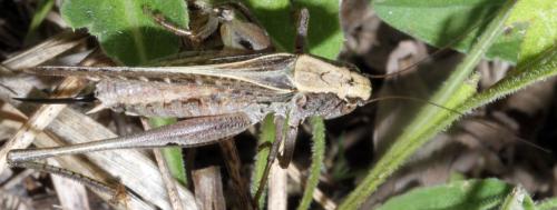 Réf. 327 696 : Platycleis albopunctata